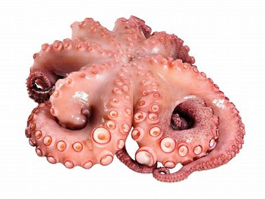 Pulpo 12